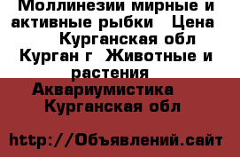 Моллинезии мирные и активные рыбки › Цена ­ 40 - Курганская обл., Курган г. Животные и растения » Аквариумистика   . Курганская обл.